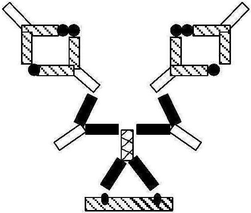 第五節(jié) 免疫組織化學(xué)技術(shù)
